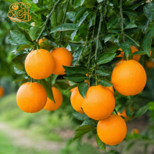 wholesale 100% natural fresh mandarin orange from hubei china